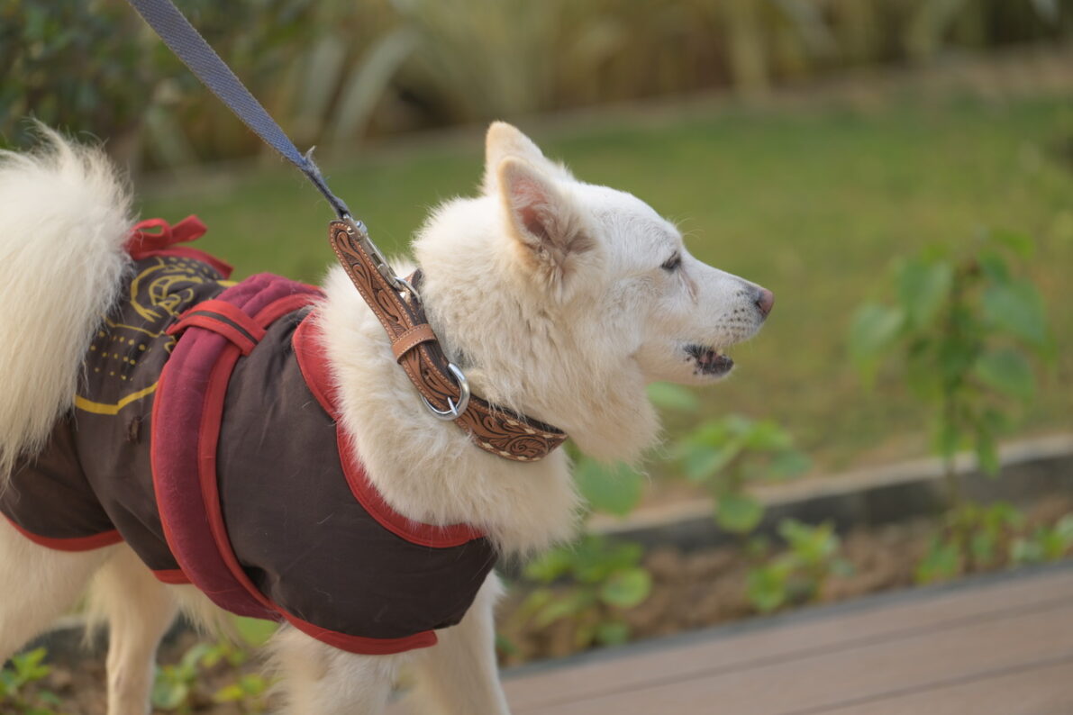 The Design Edge Tooled Dog Collar - Tan Leather - DC02