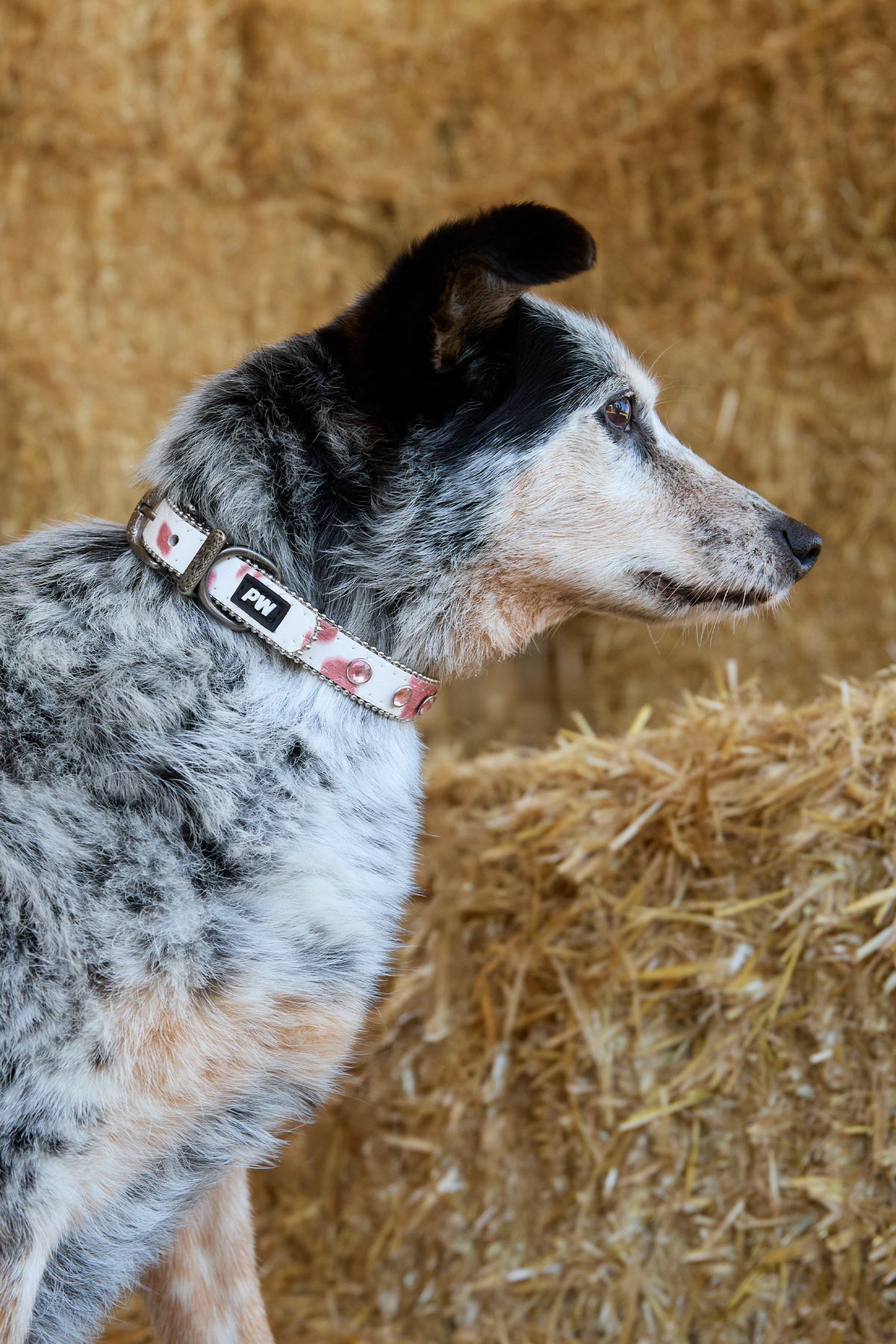Pure Western Randy Dog Collar - Pink - P6S2936CLR