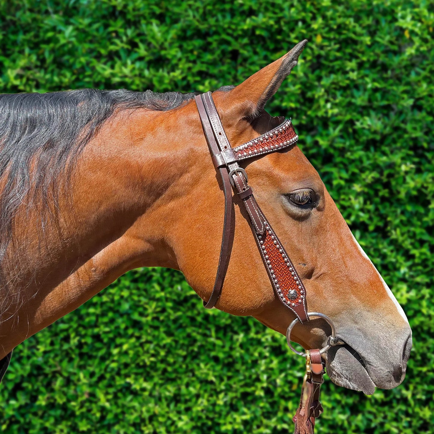Ezy Ride Bridle Shaped Brow with Dots and Stamping - Dark Brown - NE-L-199