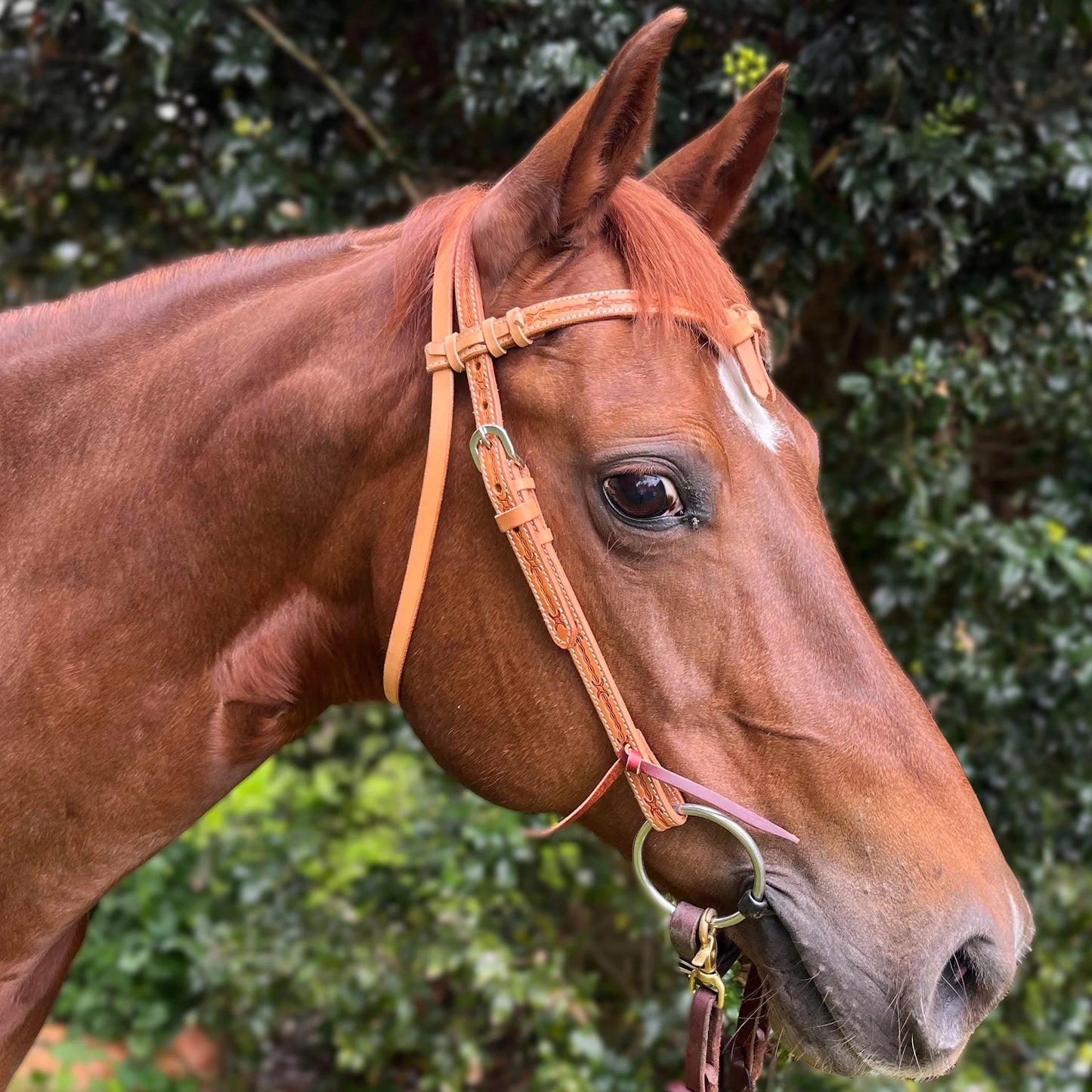 Ezy Ride Bridle with Futurity Knot and Barbwire Stamping - Natural - NE-AC-103
